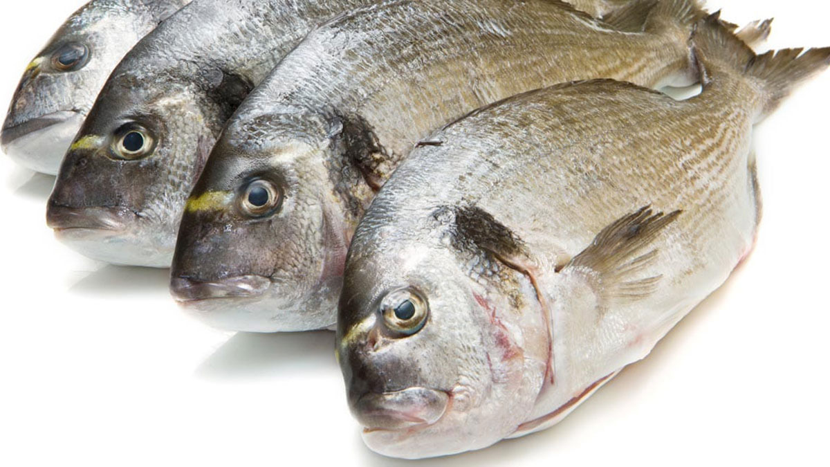 Sea Bream